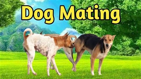 Dog Matingdogs Matingdogs Mating Processdog Mating How Many Times