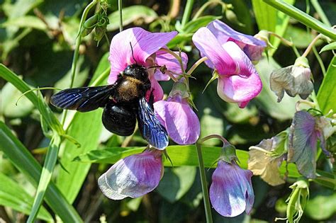 Carpenter Bee Pollination Garden Free Photo On Pixabay Pixabay