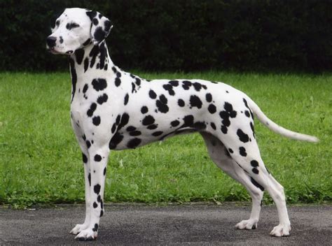 dalmatian history personality appearance health  pictures
