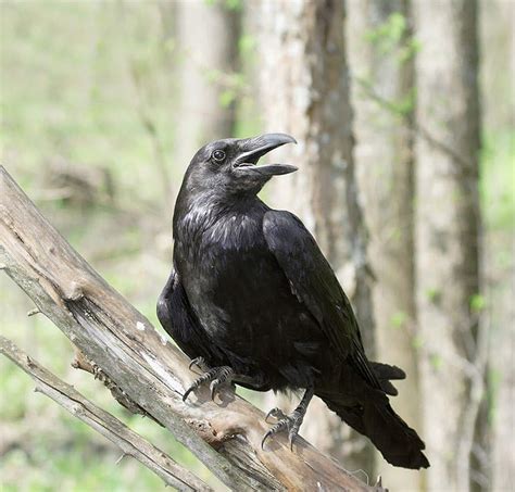 Featured Birds Common Ravens