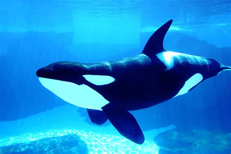 Royalty Free Orca Pictures Images And Stock Photos Istock
