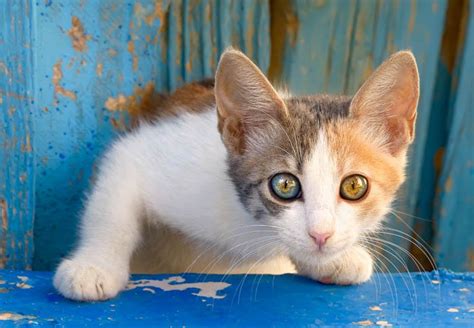 Most kitten's eyes will actually change color as he/she ages. Why Do My Cat's Eyes Change Color? - Clever Pet Owners