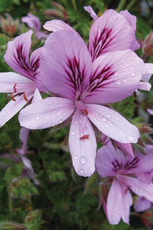 We did not find results for: The Diggers Club | Beautiful flowers, List of flowers ...