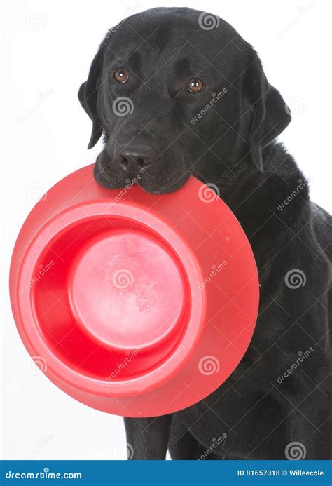 Dog Holding Empty Dog Bowl Stock Photo Image Of Isolated 81657318