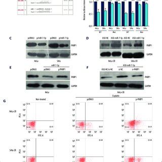 Microrna P Mir P Negatively Regulated The Expression Poly