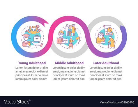 Stages Adulthood Infographic Template Royalty Free Vector