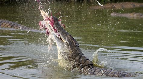 Nile Crocodile On Emaze