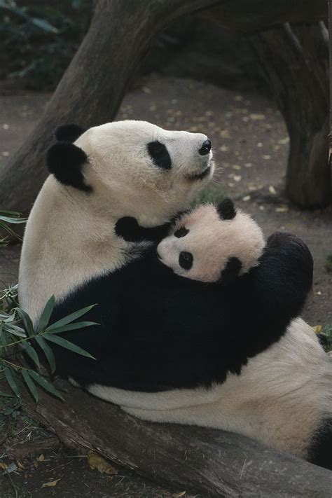 Pandas S Animals And Pets Funny Animals Baby Pandas Giant Pandas