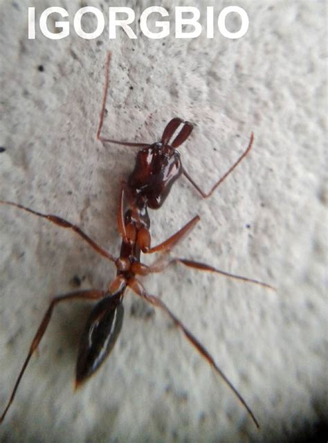 Insetologia Identificação de insetos Formiga Trinca em Pernambuco