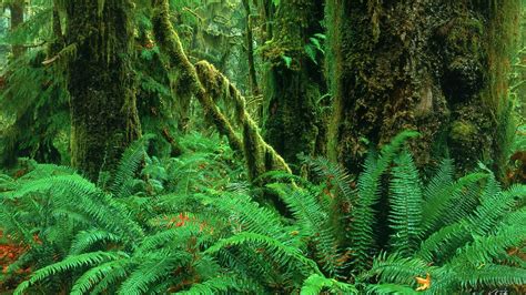 Free Download Pictures Are From The Hoh Rainforest And The Lower Part