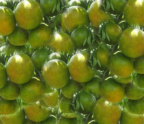 udjaya abadi banyuwangi supplier buah supplier jeruk