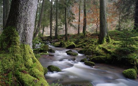 Wallpaper Forest Trees Stream Moss 1920x1200 Hd Picture Image