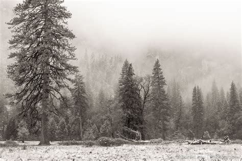 Early Snow At El Capitan Meadows 1 Yosemite National Park Daniel