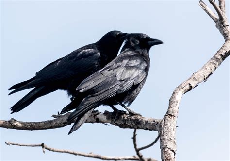 Do Crows Mate For Life A Guide To Crow Companionship