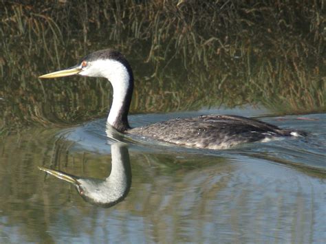 Se Texas Birding And Wildlife Watching November 2011