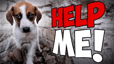 Rescue Of A Scared Abandoned Puppy Left Heartbroken And Alone Youtube