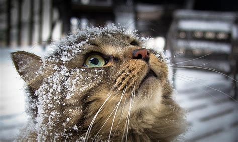 Snow Cat Photograph By Shane Holsclaw Fine Art America