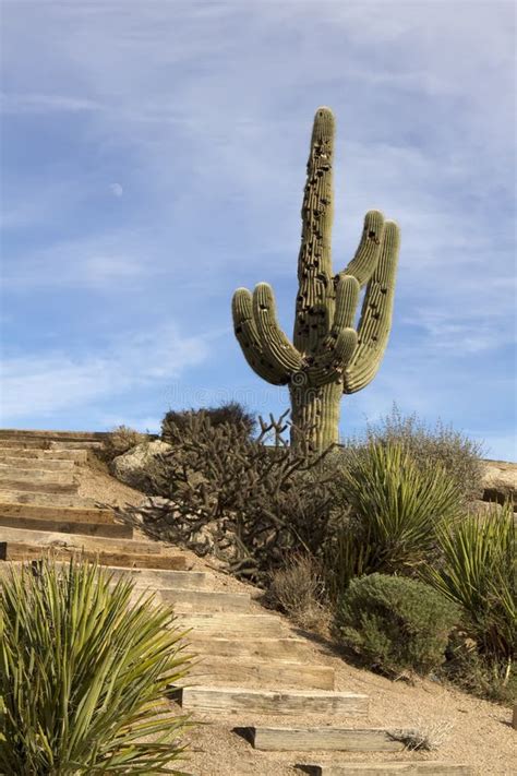 Saguaro Kaktus Carnegiea Gigantea Bei Boyce Thompson Arboretum State
