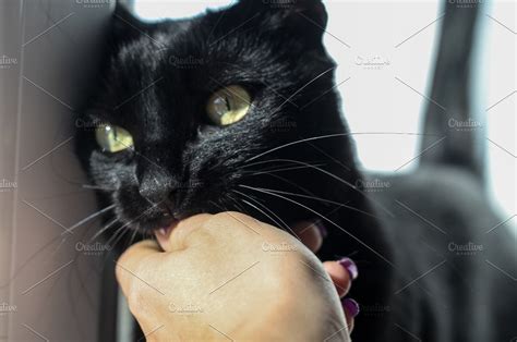 Black Cat Biting Hand Playfully High Quality Animal Stock Photos