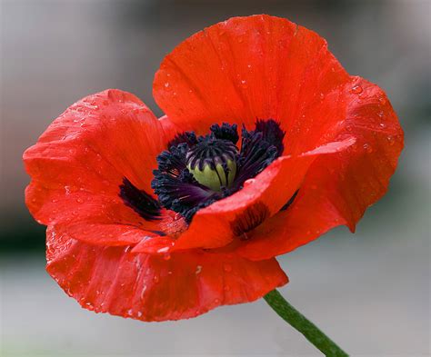 Poppy Pictures Pics Images And Photos For Inspiration
