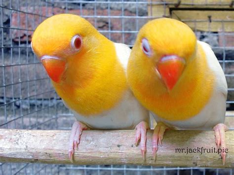 Roseicollis Opalinos Face Yellow Pet Birds Pet Birds Parrots