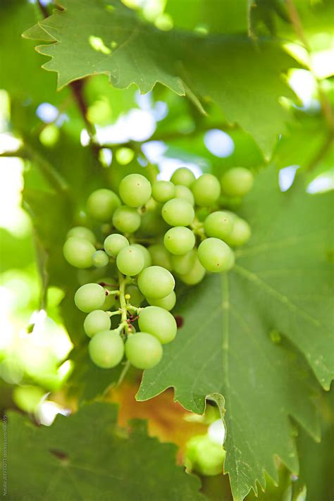 Young Grapes Ripening On A Backyard Garden Grape Vine In Summer By