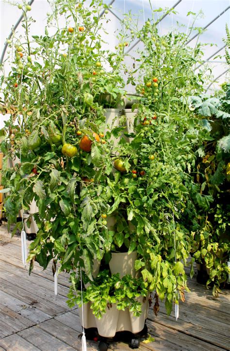 Tomato Crop 2018 Greenstalk Vertical Garden