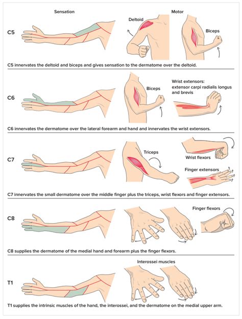 Cervical Examination Physiopedia