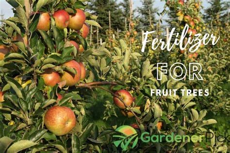 All fruiting trees that grow in the pacific northwest go dormant during the winter months. Best Fertilizer For Fruit Trees | Reviews & Buying Guide