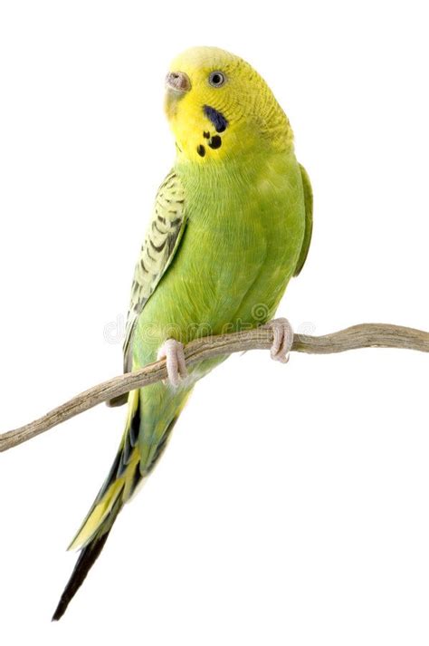 Yellow And Green Budgie Budgie In Front Of A White Background Ad