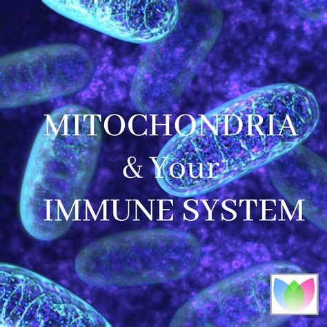 The Mitochondria Your Immune System And Your Ability To Fight Covid19