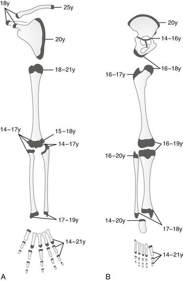 Embryology, Anatomy, and Normal Findings | Radiology Key