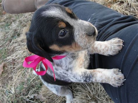 02.08.2018 · the bluetick beagle puppies for sale near me are very sweet. Blue tick beagle :D Some day she will be mine!!!! (With ...