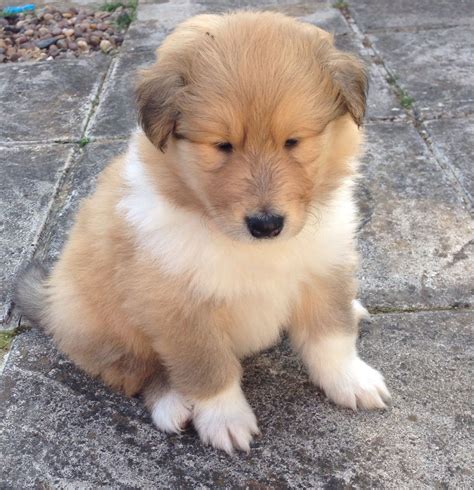 Collie, Rough Puppies - Puppy Dog Gallery