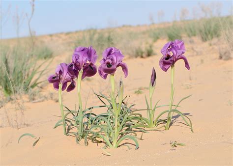 Best Time To See Negev Iris In Bloom Israel 2021 Roveme
