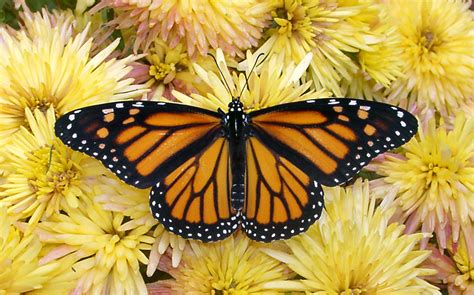 74 Monarch Butterfly Wallpaper Wallpapersafari