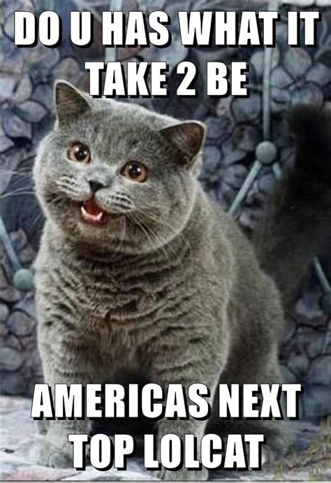 Americas Next Top Lolcat Lolcats Lol Cat Memes Funny Cats