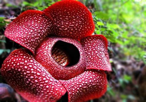 43 Trend Gambar Sketsa Bunga Rafflesia