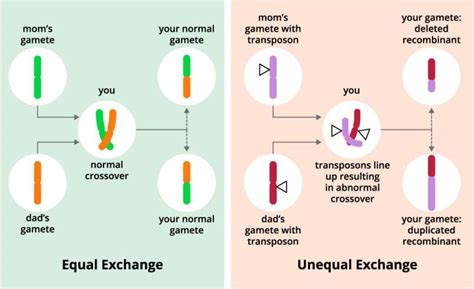 Scientists Discover Gene Controlling Genetic Recombination Rates