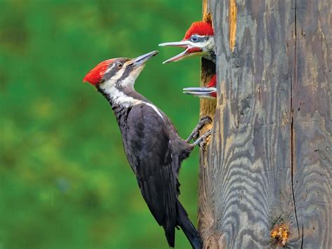 Pileated Woodpecker Facts For Bird Watchers Our Canada