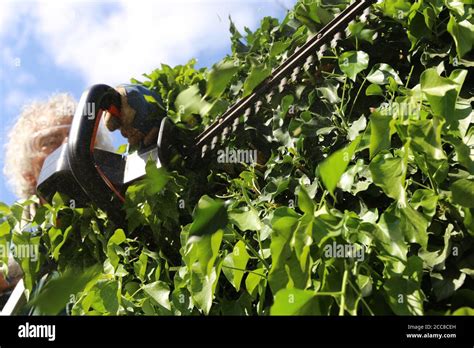 Man Cutting Hedges With Saw Stock Photo Alamy