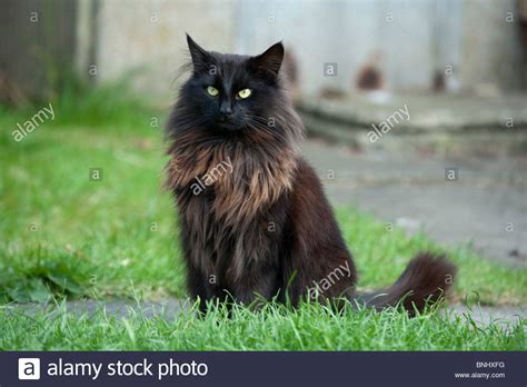 Proceed with caution or you might end up with a dark furball in your life! Long Haired Black Cat Stock Photo: 30512148 - Alamy