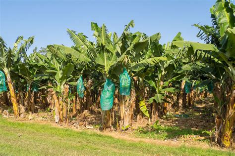 Banana Description History Cultivation Nutrition Benefits