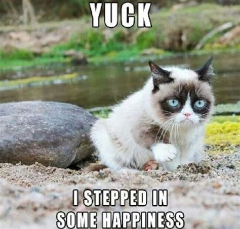 18 Best Grumpy Cat Memes Ever