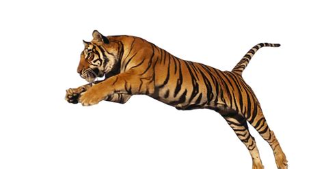 How High Can Tigers Jump Simply Ecologist
