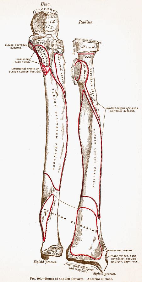 Bones Of Left Forearm Photograph By Granger Pixels