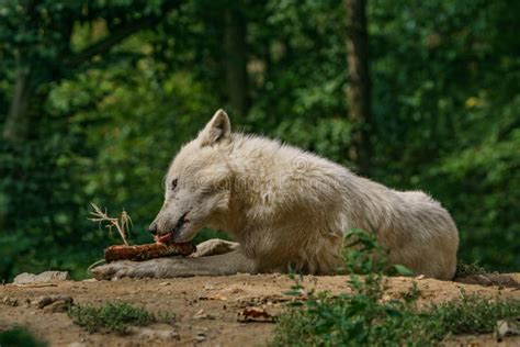 Manger Le Loup Arctique Gisant Sur Le Sol Image Stock Image Du