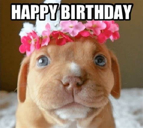 1,000+ vectors, stock photos & psd files. Happy Birthday Memes Dog | WishesGreeting