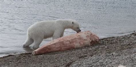 What Do Polar Bears Eat Polar Bears Diet