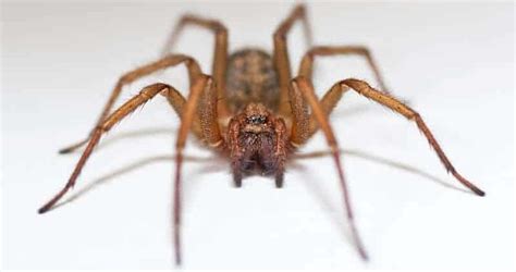 Hobo Spider Bite Picturessymptoms And Treatments